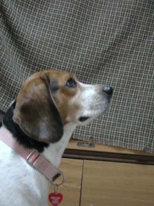 1380945949-945090503