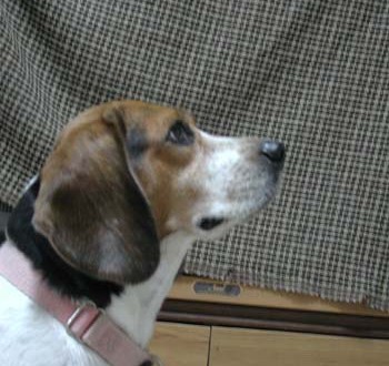 1380945949-945090503