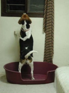 1380945950-2435856589