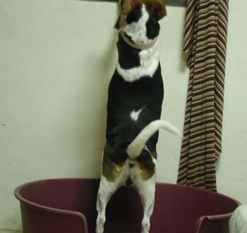 1380945950-3587583074