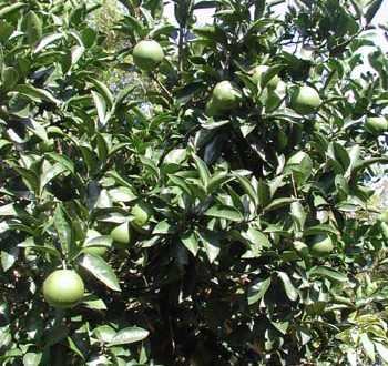 1380945953-2042099583