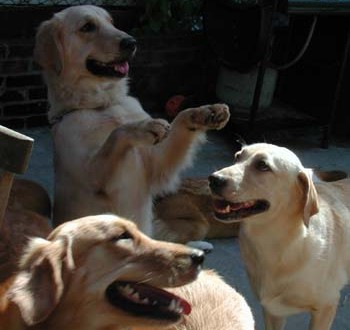 1380945955-2806470497