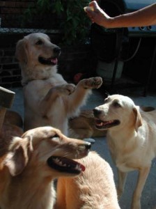 1380945955-2806470497