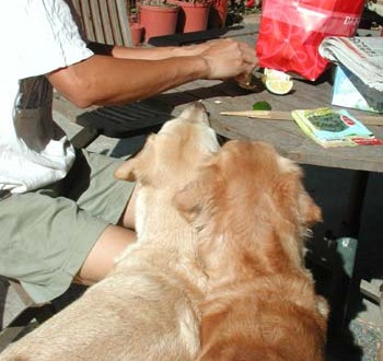 1380945955-4178223783