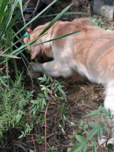 1380945961-1538426057