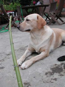 1380945995-2649566097