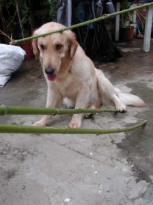 1380945997-2559708129