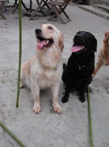 1380945997-4077618109