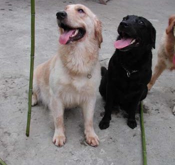 1380945997-4077618109