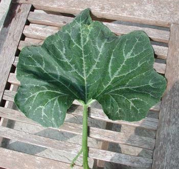 1380946025-3389116321