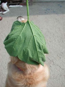 1380946026-1814273907