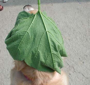 1380946026-1814273907