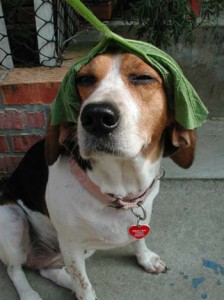 1380946026-849640911