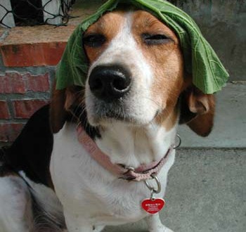 1380946026-849640911