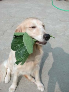 1380946027-3471808982