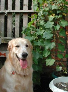 1380946027-792166176