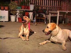 1380946029-2221683090