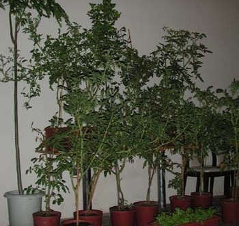 1380946044-3299619413