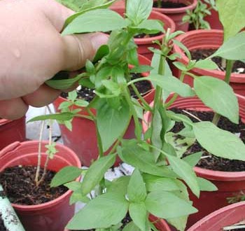 1380946080-1231067599