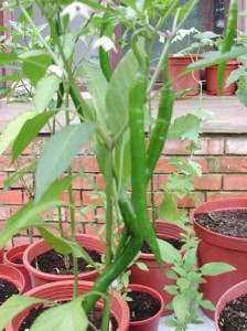 1380946081-2471705768