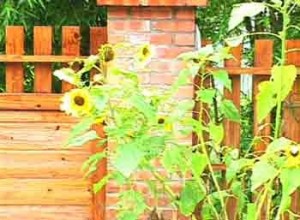 1380946100-1031213966