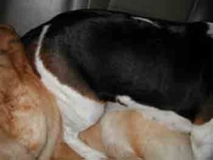 1380946104-1616800534