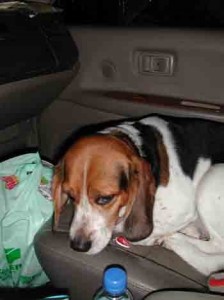 1380946106-4221393355