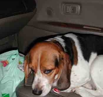 1380946106-4221393355