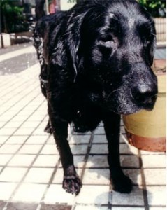 1380946141-3492869714