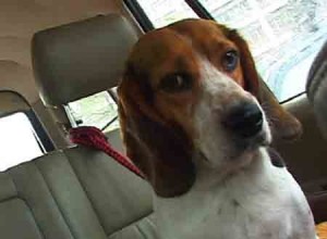 1380946145-4173792967