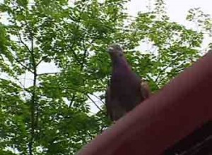 1380946190-3422005325