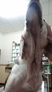 1389852054-558065607_n