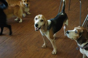 1392104787-2262442627_n