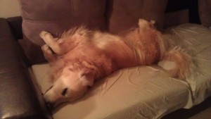 1469081_10151870323063999_2105825248_o