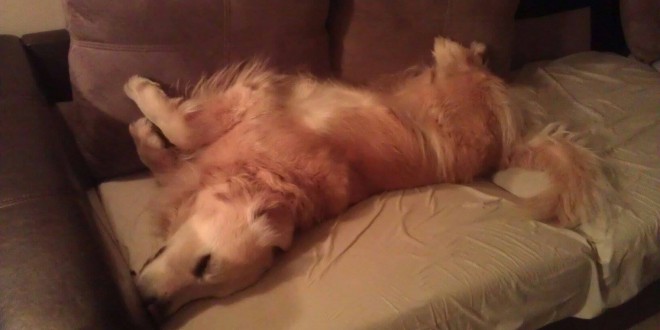 1469081_10151870323063999_2105825248_o