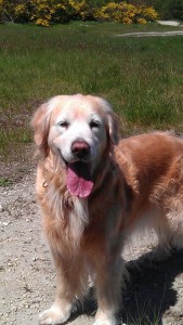 1472370_10151870323073999_1659070315_n