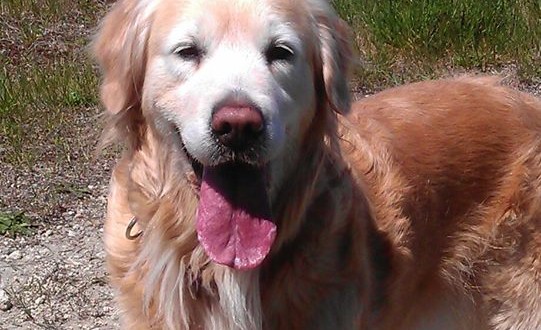 1472370_10151870323073999_1659070315_n