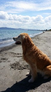 1606846_10152146165978999_2087385085_n