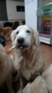 1013729_827657513917199_159258105_n