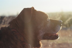 11993311436_5886614030