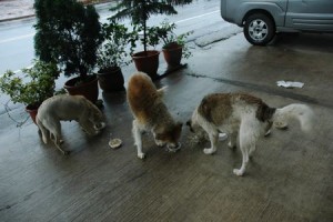 1380943751-3951745703