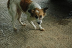 1380943817-1721021743