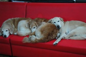 1380943910-2205036734