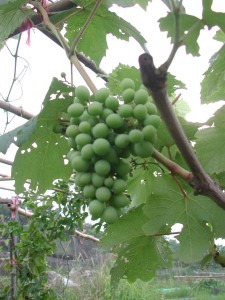 1380943977-3241009092