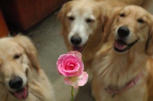 1380943978-3629756941