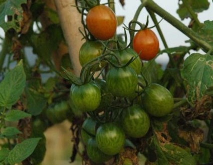 1380943980-1766619307