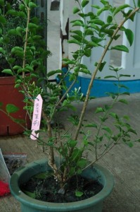 1380943981-3136237634