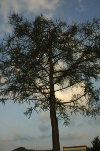 1380943985-3341899075