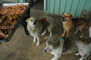 1380944241-3360779388