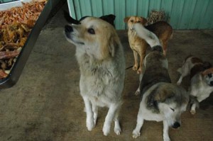 1380944242-2807091849